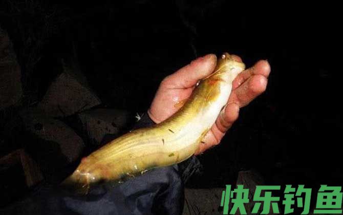 钓塘角鱼用什么饵最好？(图2)