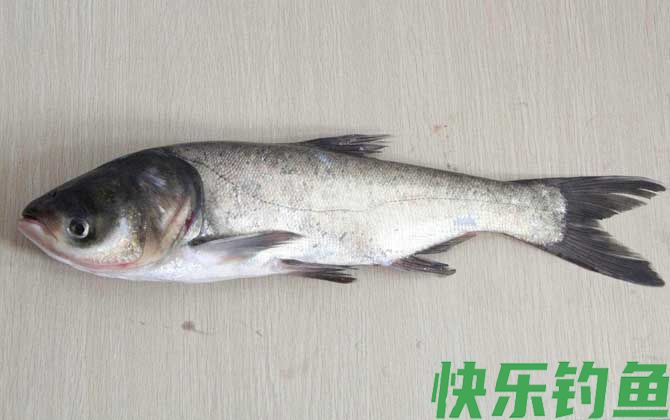 钓鲢鳙饵料的制作方法(图5)