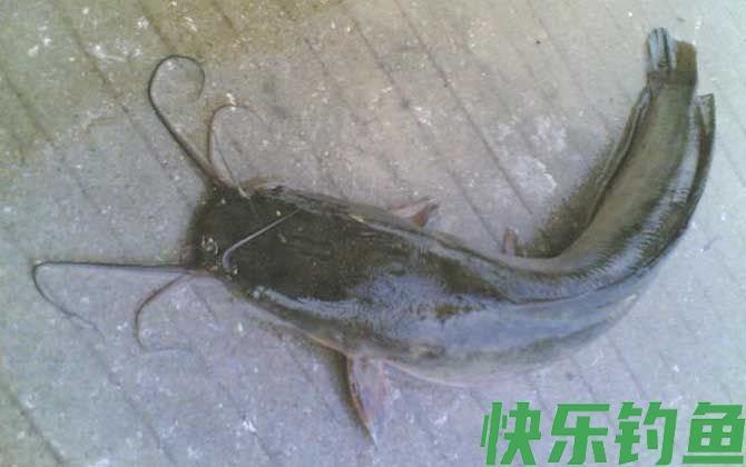 钓塘角鱼用什么饵最好？(图4)