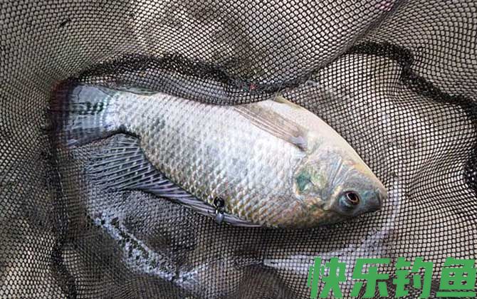 罗非鱼用什么饵料最好钓?(图1) 罗非鱼用什么饵料最好钓?(图1)