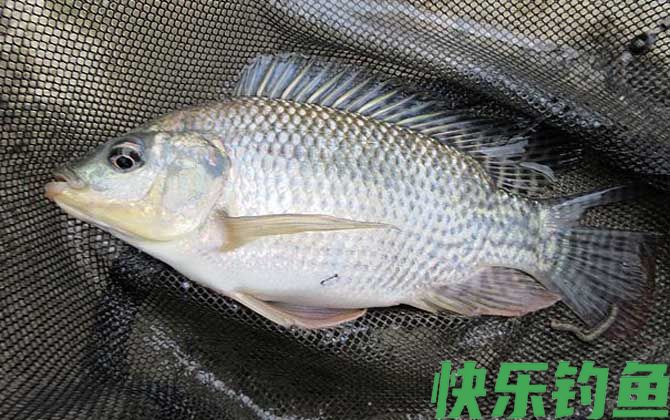 罗非鱼用什么饵料最好钓?(图5) 罗非鱼用什么饵料最好钓?(图5)