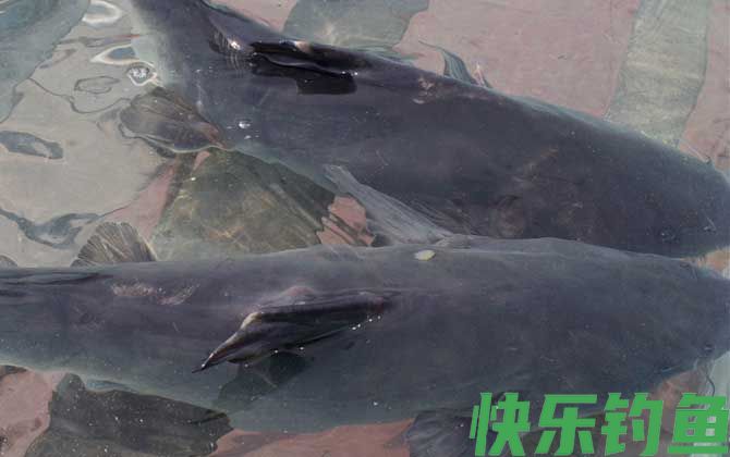 江团吃什么饵料？(图1)