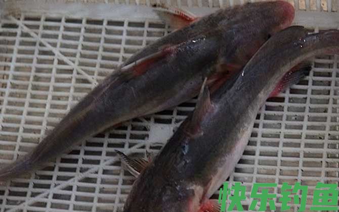 江团吃什么饵料？(图4)