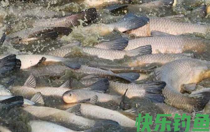 青鱼必杀饵及钓法技巧(图5)