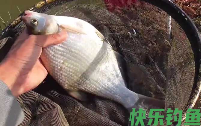 怎样钓鳊鱼最快最有效？(图5)