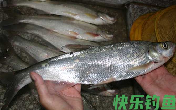 用什么药泡泥鳅钓翘嘴？(图1)