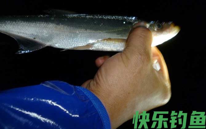 用什么药泡泥鳅钓翘嘴？(图2)
