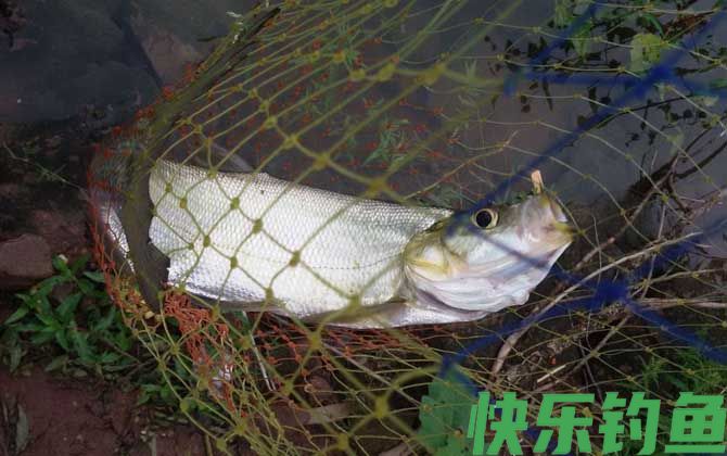 用什么药泡泥鳅钓翘嘴？(图3)