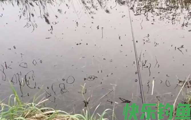 夏季钓鱼什么风向最好？(图4)