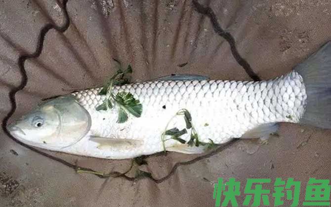 草鱼不开口有什么办法?(图1) 草鱼不开口有什么办法?(图1)