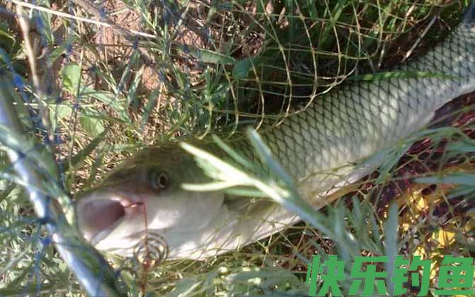 草鱼不开口有什么办法?(图5) 草鱼不开口有什么办法?(图5)