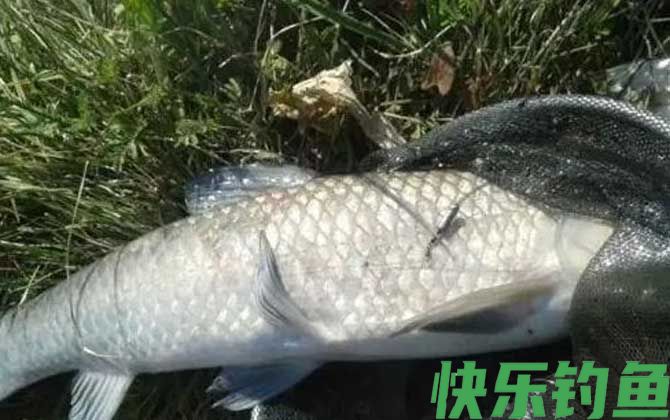 夏季钓青鱼技巧大全(图5)