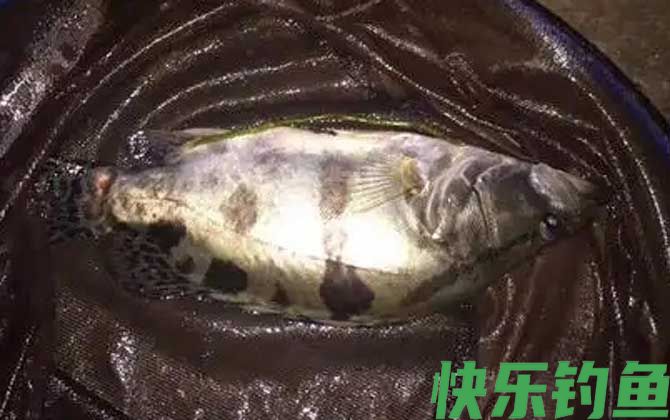 怎么判断河里有鳜鱼？(图2)