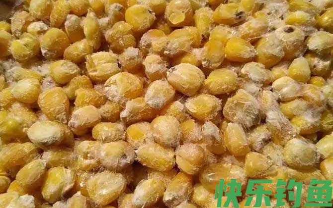 玉米钓鱼多久换一次饵？(图1)