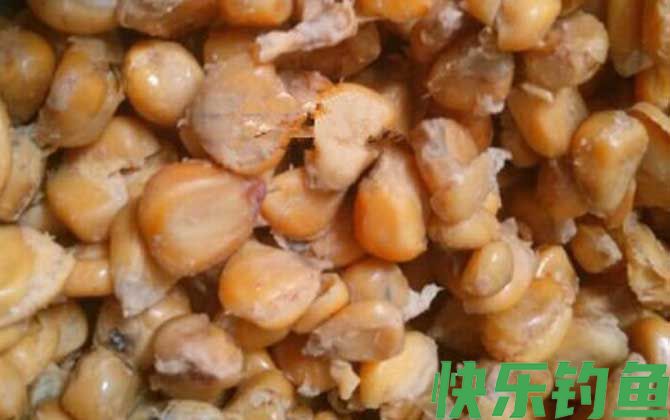 玉米钓鱼多久换一次饵？(图3)