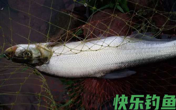 路亚翘嘴技巧和方法全攻略(图1)
