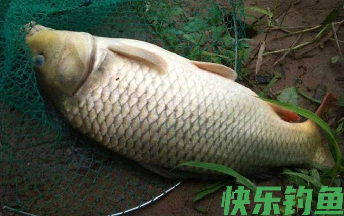 钓鲤鱼怎么选钓位？(图1)