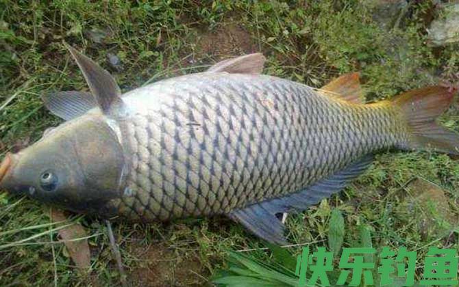 钓鲤鱼怎么选钓位？(图3)