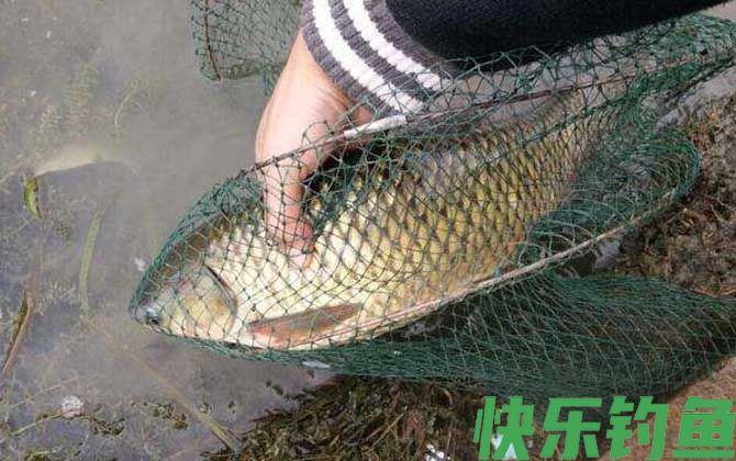 钓鲤鱼怎么选钓位？(图2)