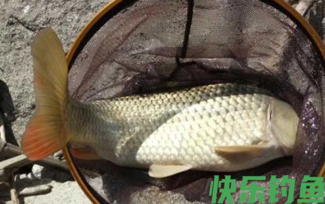 钓鲤鱼怎么选钓位？(图5)