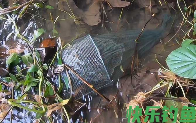 地笼捕鱼技巧及方法(图3)