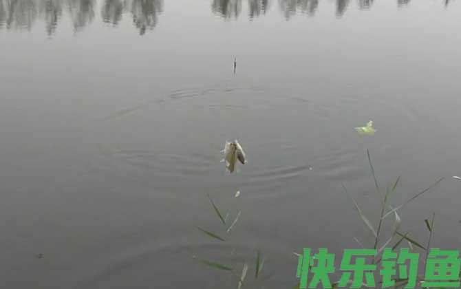 深秋钓鱼时间地点天气选择技巧(图4)