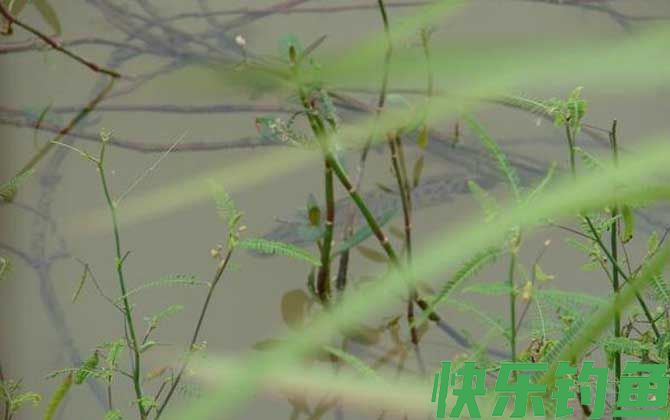 黑鱼带小鱼的时候怎么钓？(图2)