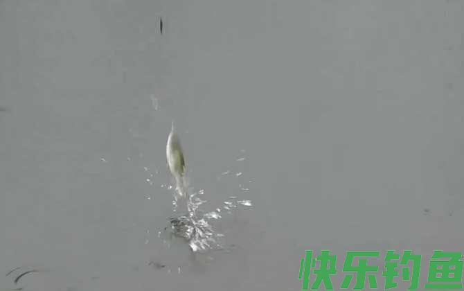 在水库为什么总钓不到鱼？(图2)