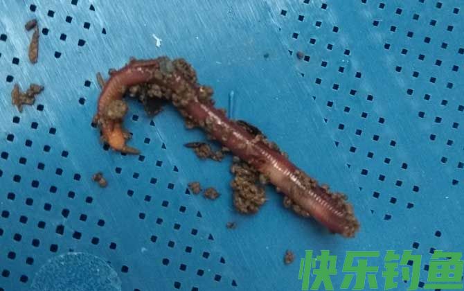 蚯蚓价格多少钱一斤？(图2)