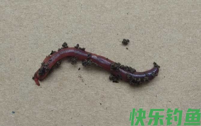 蚯蚓价格多少钱一斤？(图1)