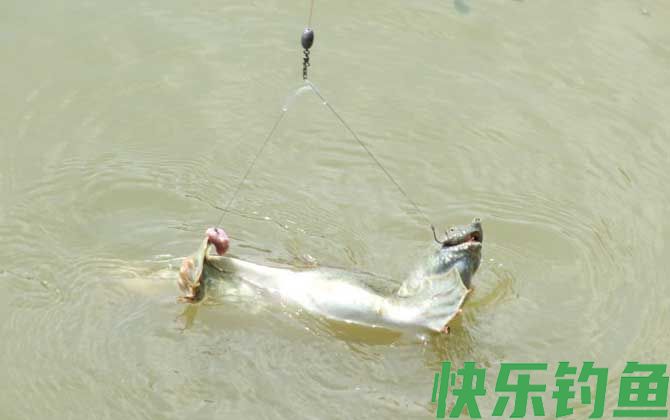 用什么钓甲鱼最快？(图2)