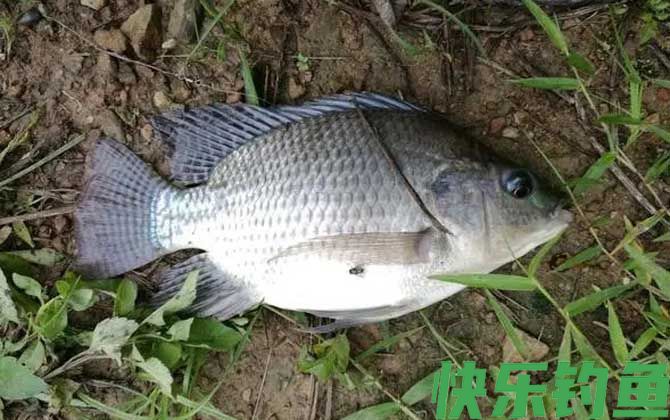 猪肝可以钓什么鱼？(图3)