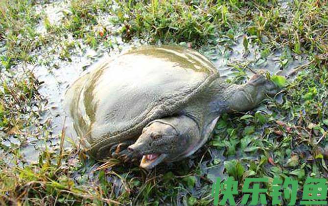猪肝可以钓什么鱼？(图6)