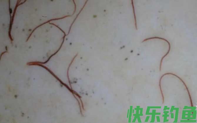 红虫和红线虫有什么区别？(图2)