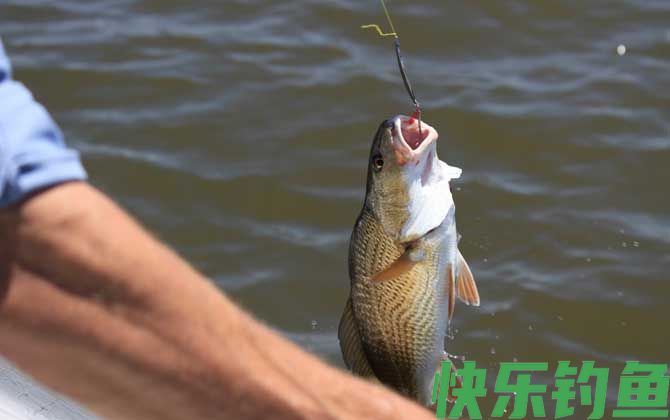 钓海鲈鱼的方法和技巧(图1)
