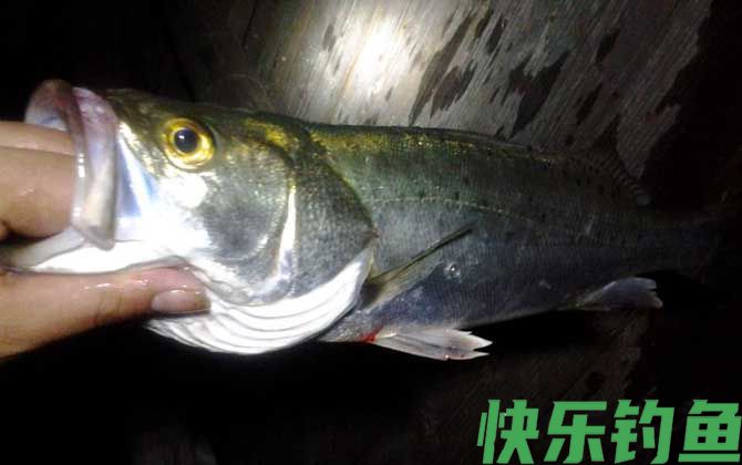 钓海鲈鱼的方法和技巧(图4)