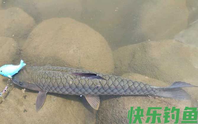 路亚在普通河里怎么钓?(图2) 路亚在普通河里怎么钓?(图2)