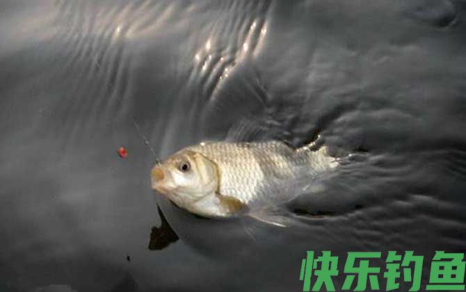 钓鲫鱼技巧及注意事项(图2)
