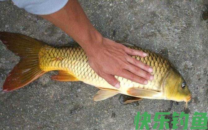 水库钓鲤鱼是钓底还是浮?(图3) 水库钓鲤鱼是钓底还是浮?(图3)