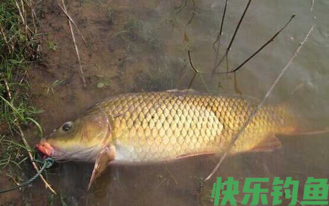水库钓鲤鱼是钓底还是浮?(图4) 水库钓鲤鱼是钓底还是浮?(图4)