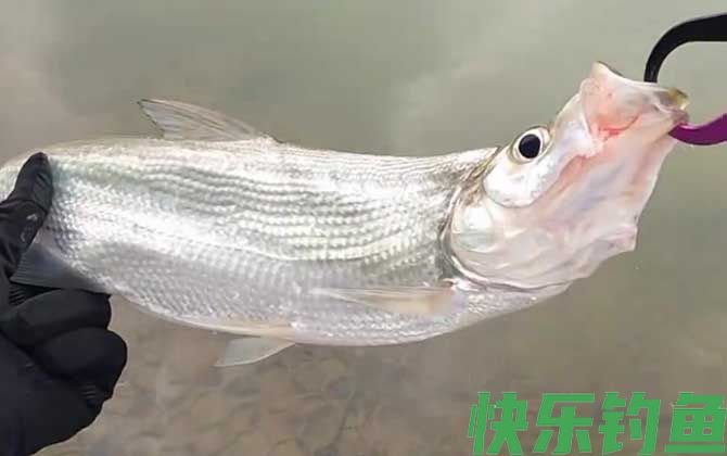 米诺钓什么鱼效果好？