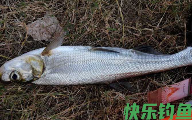 钓翘嘴用什么打窝？