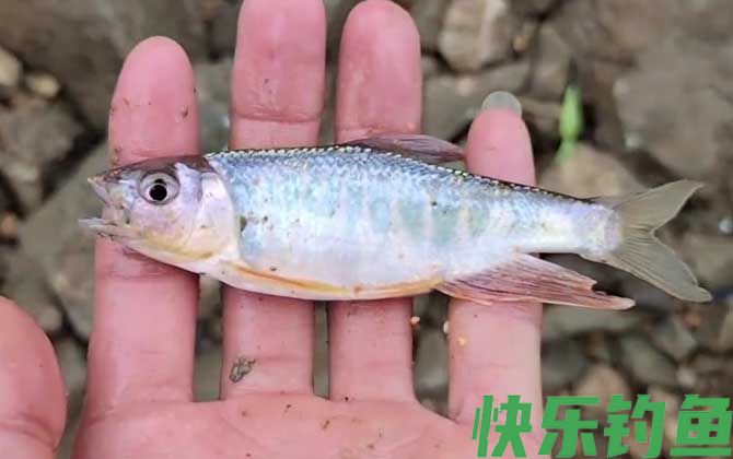 钓马口鱼用什么打窝最好？