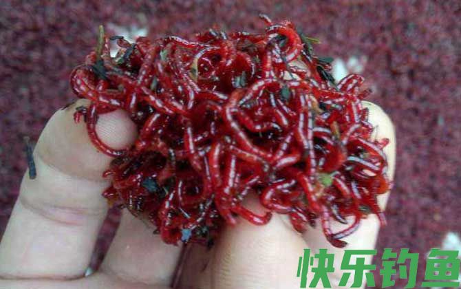 二月钓鱼用什么饵料最好？