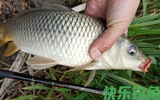 玉米钓鱼能钓什么鱼？