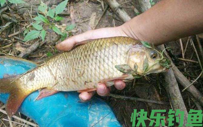 野钓鲤鱼用什么饵料最好？