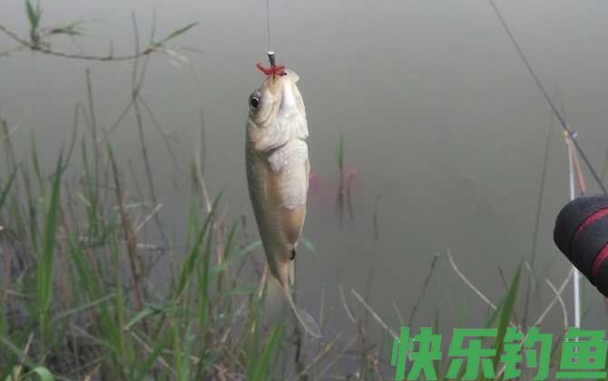 野钓什么饵料最好用？