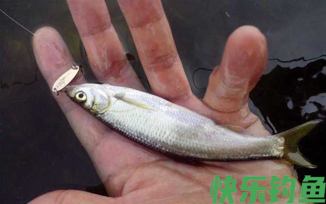 路亚钓白条鱼用什么拟饵？