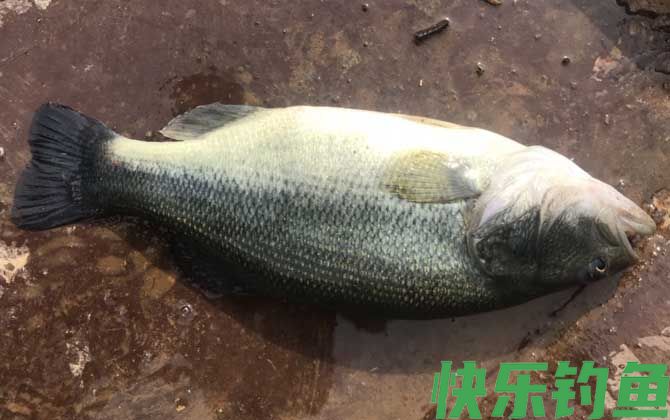淡水鲈鱼吃什么饵料？