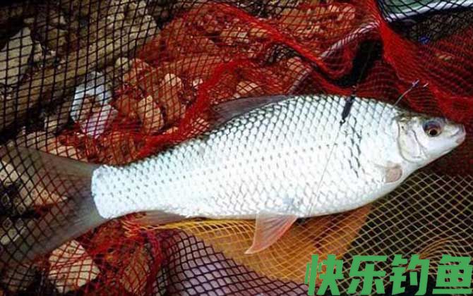 鲮鱼最爱吃三种饵料